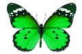 Green butterfly