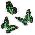 Green butterfly Royalty Free Stock Photo