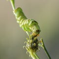 Green butterfly caterpillar acronicta auricomahid Royalty Free Stock Photo