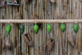 Green butterfly chrysalis hanging in a row Royalty Free Stock Photo
