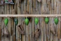 Green butterfly chrysalis hanging in a row