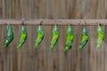 Green butterfly chrysalis hanging in a row Royalty Free Stock Photo
