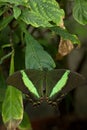 Green Butterfly