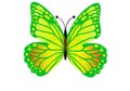 Green butterfly flying isolated on white background. Illustration design Royalty Free Stock Photo