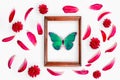 green butterfly in a frame with petals around Royalty Free Stock Photo