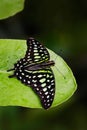 Green butterfly on green leaves. Beautiful butterfly Tailed jay, Graphium agamemnon, sitting on leaves. Insect in the dark tropic