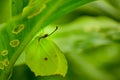 Green butterfly hidding in underside of green leaf