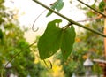 Green butterfly leaf Royalty Free Stock Photo