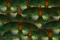 Green butterfly pattern in a full frame image Royalty Free Stock Photo