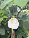 Butterfly pea leaves, flora foliage