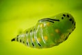 Green Butterfly Pupa Royalty Free Stock Photo