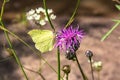 Green butterfly on a purple flower in the field