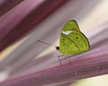 Green Butterfly on purple pink plant