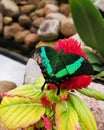 Butterfly in green color on red flower Royalty Free Stock Photo