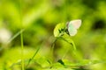 green butterfly sitting on a flower. animal life in the wild Royalty Free Stock Photo