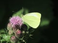 A green butterfly sitting on a purple flower Royalty Free Stock Photo