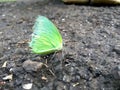 Green butterfly sitting on roack