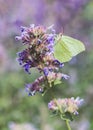 Green butterfly sitting on a violet flower Royalty Free Stock Photo