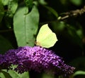 A green butterfly sitting on a violet flower Royalty Free Stock Photo
