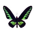 Green butterfly tropical Trogonoptera brooklana, Malaysia