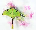 Green butterfly of an unusual shape Saturnia comet moth, Argema mimosae on pink flowers on white, beautiful natural background, Royalty Free Stock Photo