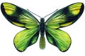 Green Butterfly on a white background. Watercolor botanical illustration Royalty Free Stock Photo