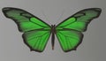 A green butterfly with green wings