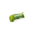 Green butterfly worm or Leaf eating caterpillar Royalty Free Stock Photo