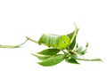 Green butterfly worm or Leaf eating caterpillar Royalty Free Stock Photo