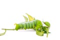 Green butterfly worm or Leaf eating caterpillar Royalty Free Stock Photo