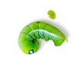 Green butterfly worm or Leaf eating caterpillar Royalty Free Stock Photo