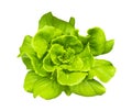 Green Butterhead Lettuce Royalty Free Stock Photo