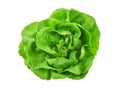 Green butterhead lettuce on white background.