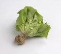 Green butterhead lettuce with root isolated on white