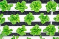 Green butterhead lettuce vegetables Royalty Free Stock Photo