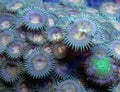 Green Button Polyps Coral