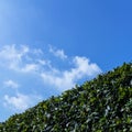 Green buxus bush Royalty Free Stock Photo