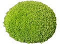 Green Buxus sempervirens plant isolated on white