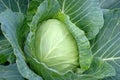 Green Cabbage