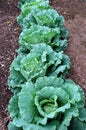 Green Cabbage Royalty Free Stock Photo