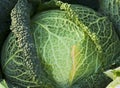 Green cabbage