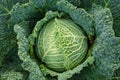 Green cabbage from above Royalty Free Stock Photo