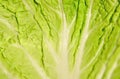 Green cabbage Royalty Free Stock Photo