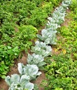 green cabbage bed Royalty Free Stock Photo