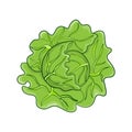 green cabbage cartoon isolated illustration