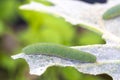 Close-up shot of a green cabbage worm caterpillar (Pieris rapae) eating a cabbage leaf Royalty Free Stock Photo