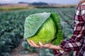 Green cabbage in farmers hand