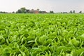 Green Cabbage Field Royalty Free Stock Photo