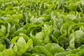 Green Cabbage Field Royalty Free Stock Photo
