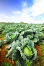 The green cabbage field Royalty Free Stock Photo